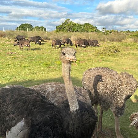 Ostrich Cottage At Les Wings Private Game Farm Groot-Jongensfontein Εξωτερικό φωτογραφία