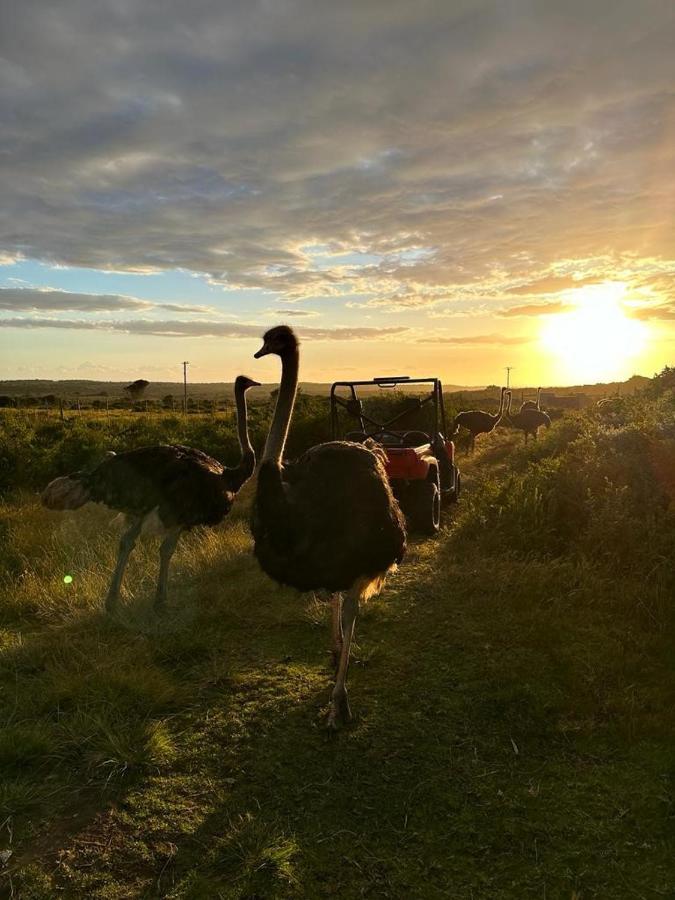 Ostrich Cottage At Les Wings Private Game Farm Groot-Jongensfontein Εξωτερικό φωτογραφία