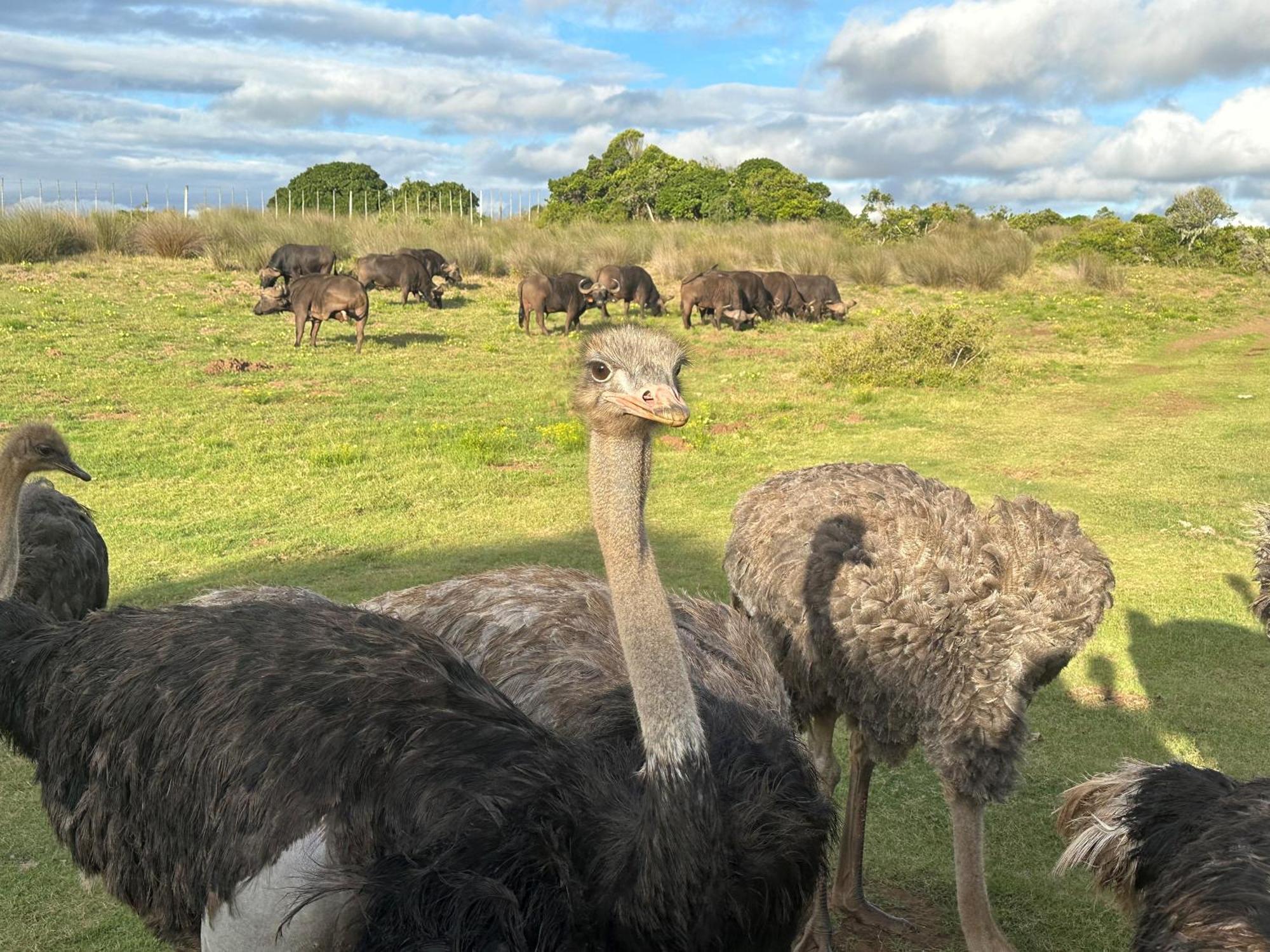 Ostrich Cottage At Les Wings Private Game Farm Groot-Jongensfontein Εξωτερικό φωτογραφία